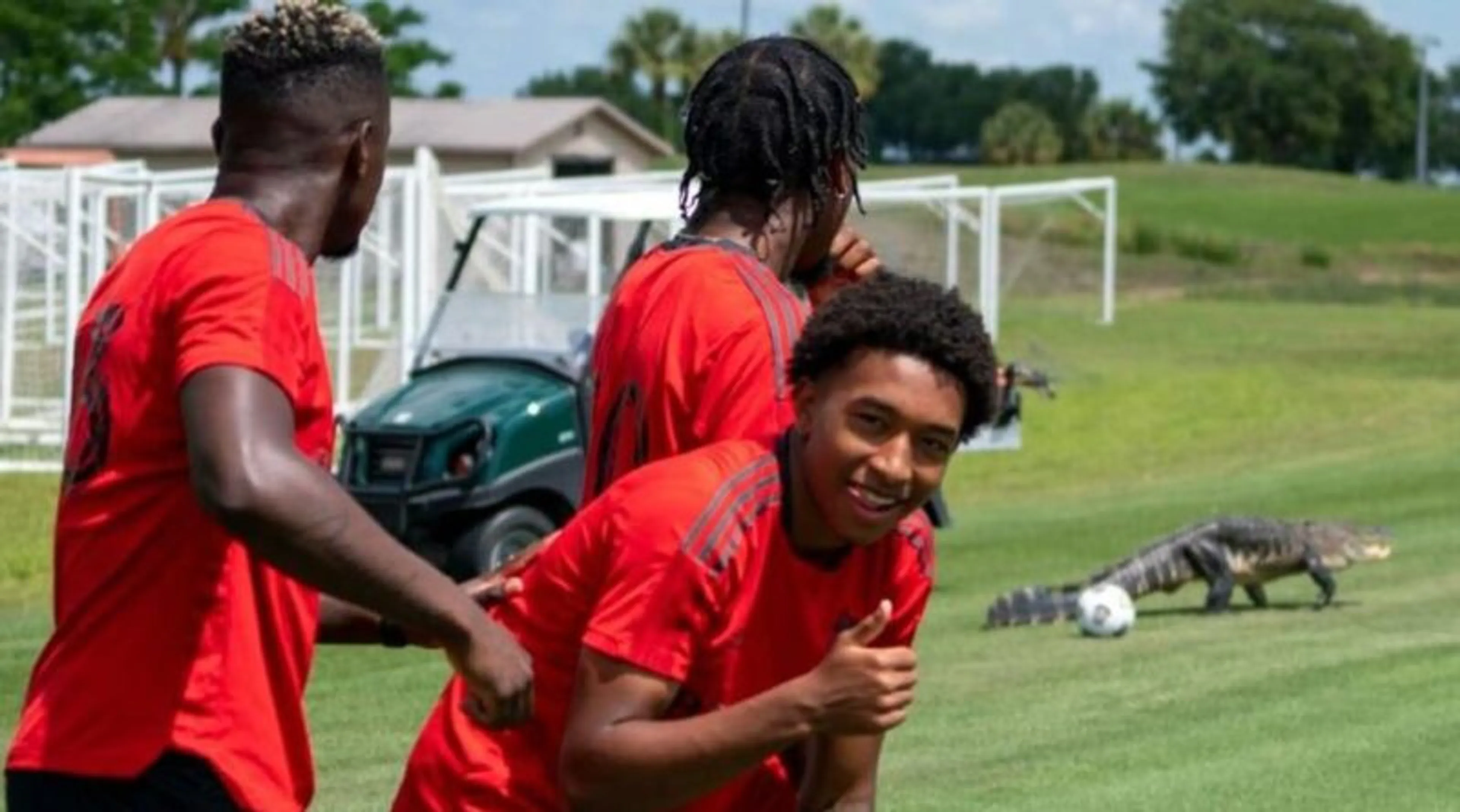 Copertina di Alligatore interrompe allenamento Toronto e il club lo mette “sotto contratto”