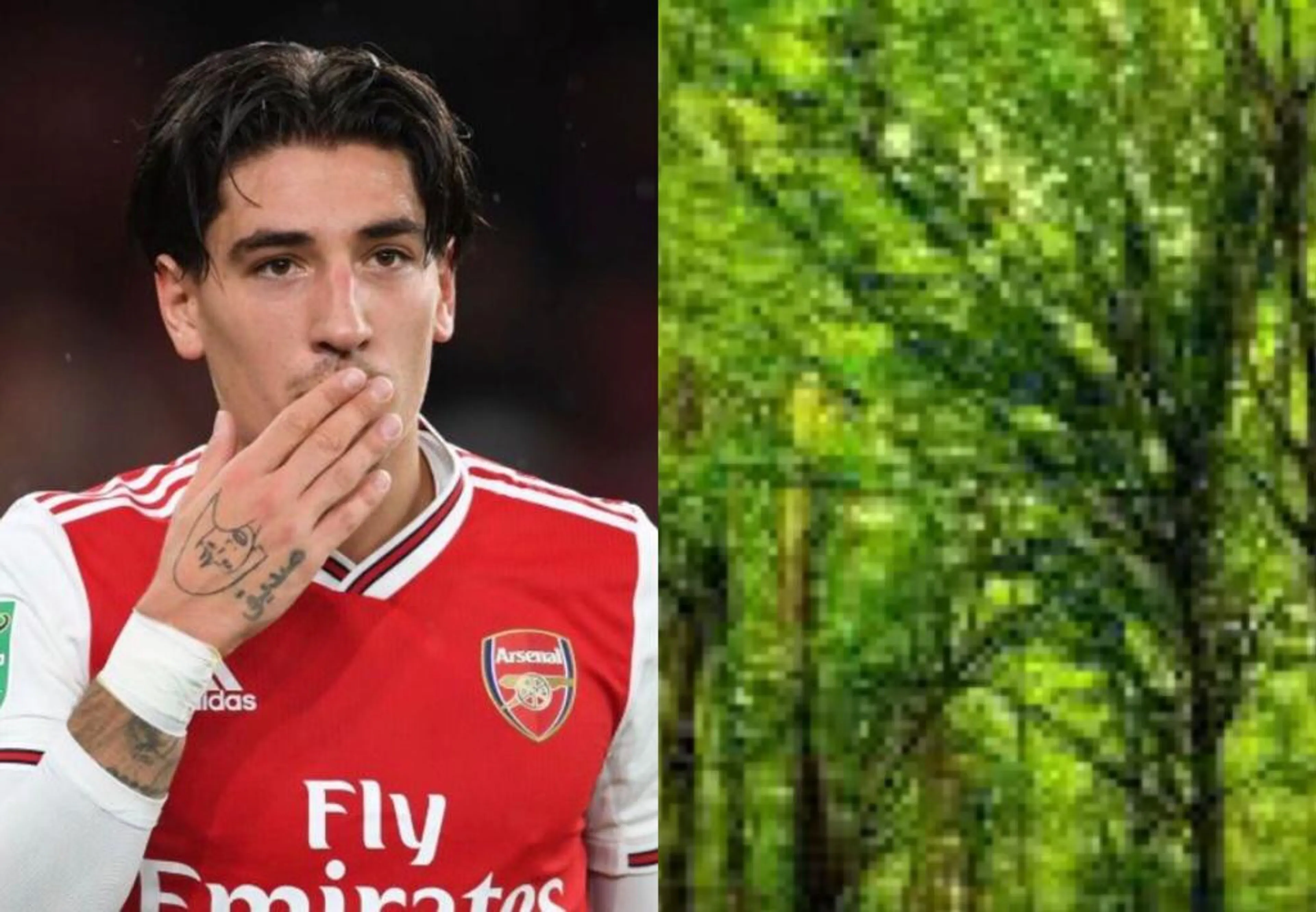 bellerin-alberi