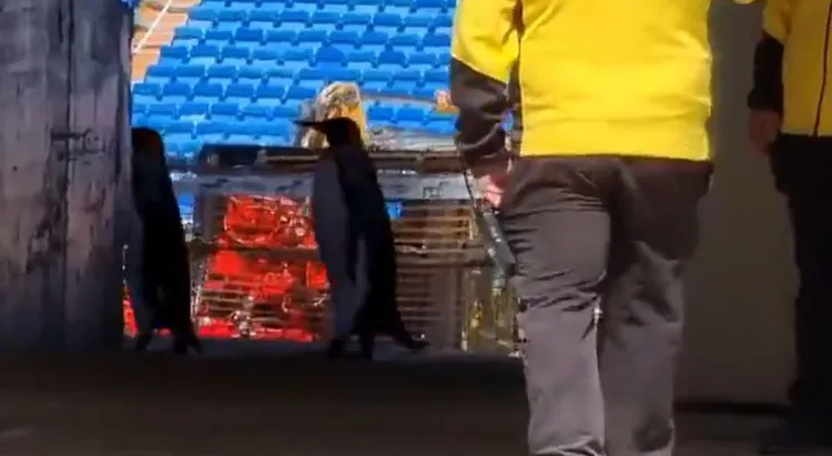 /images/b/e/r/bernabeu-penguins.jpg