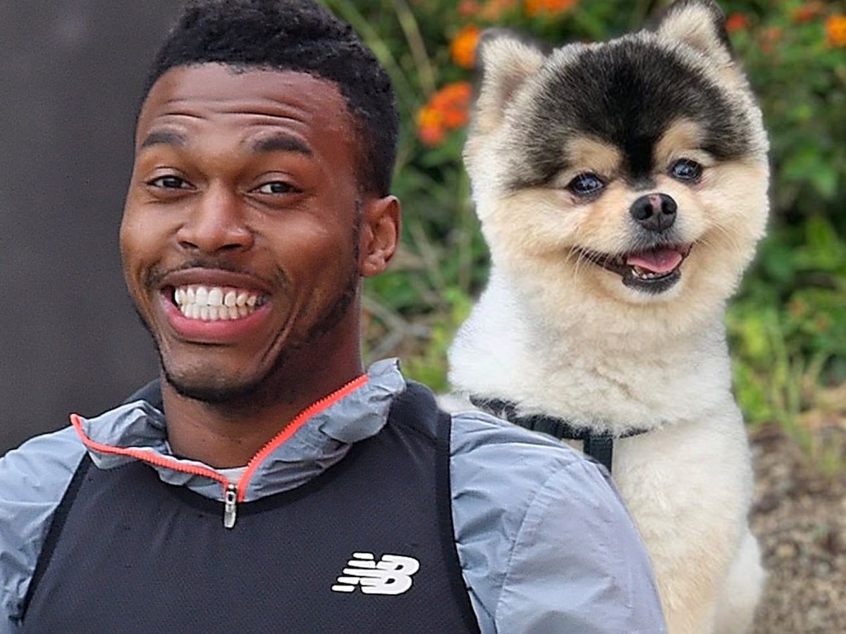 cane-di-sturridge