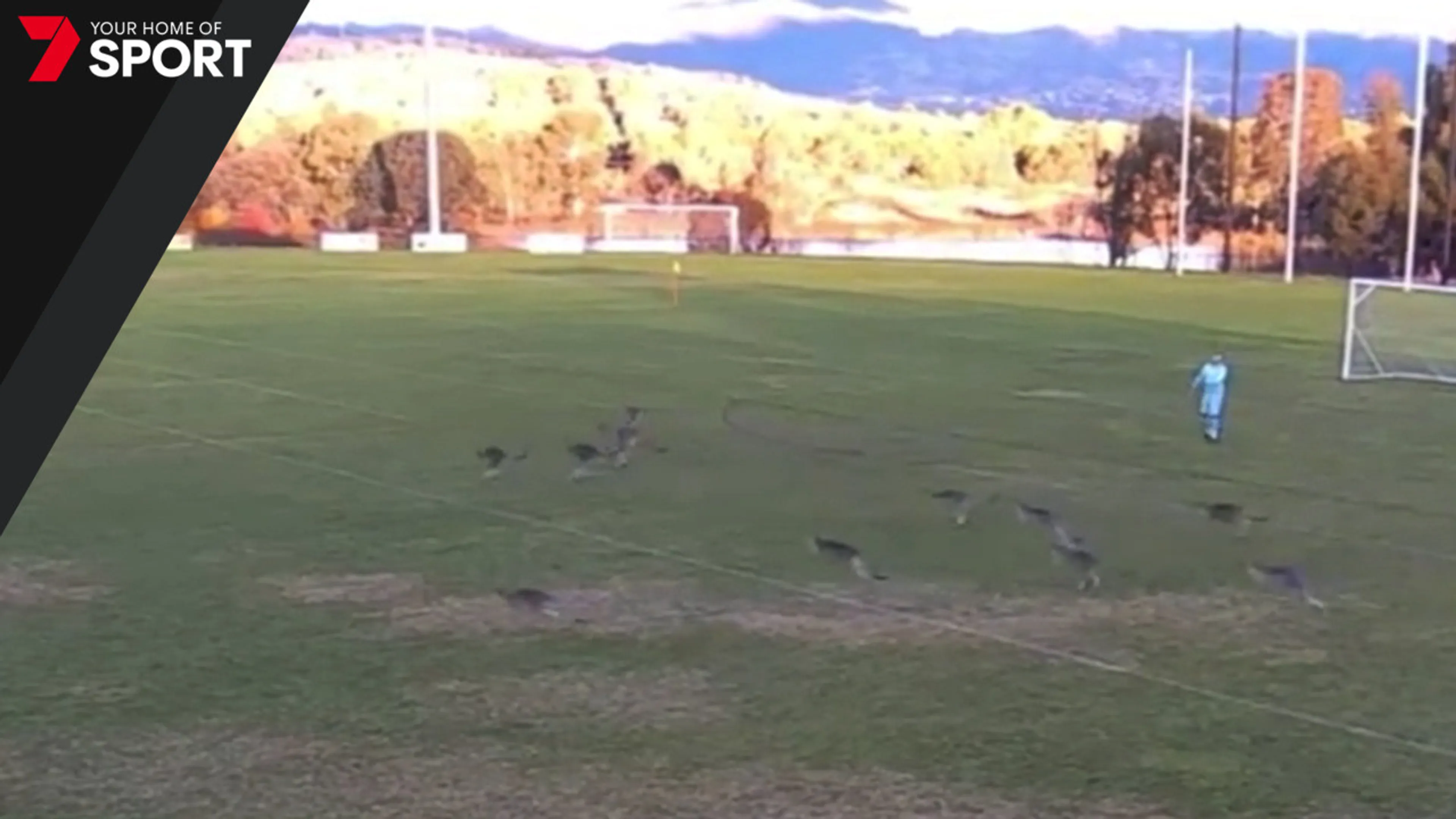 Copertina di Ancora un’invasione di campo, stavolta però a farla è stato un gruppo di canguri (VIDEO)