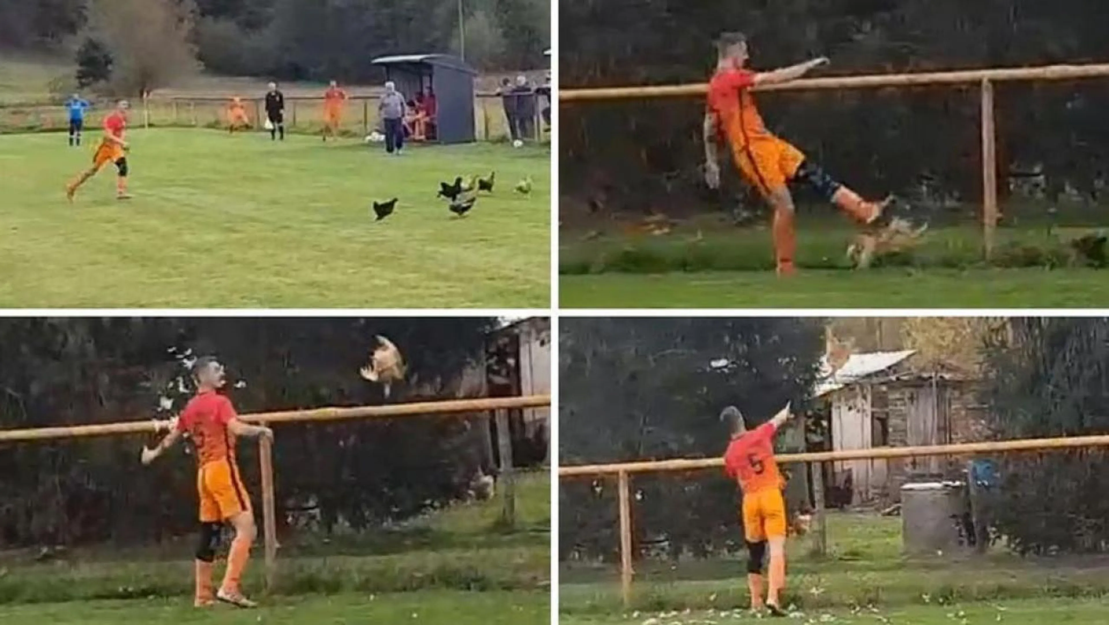 Copertina di Espulsione incredibile per un calciatore croato, a causa di una gallina