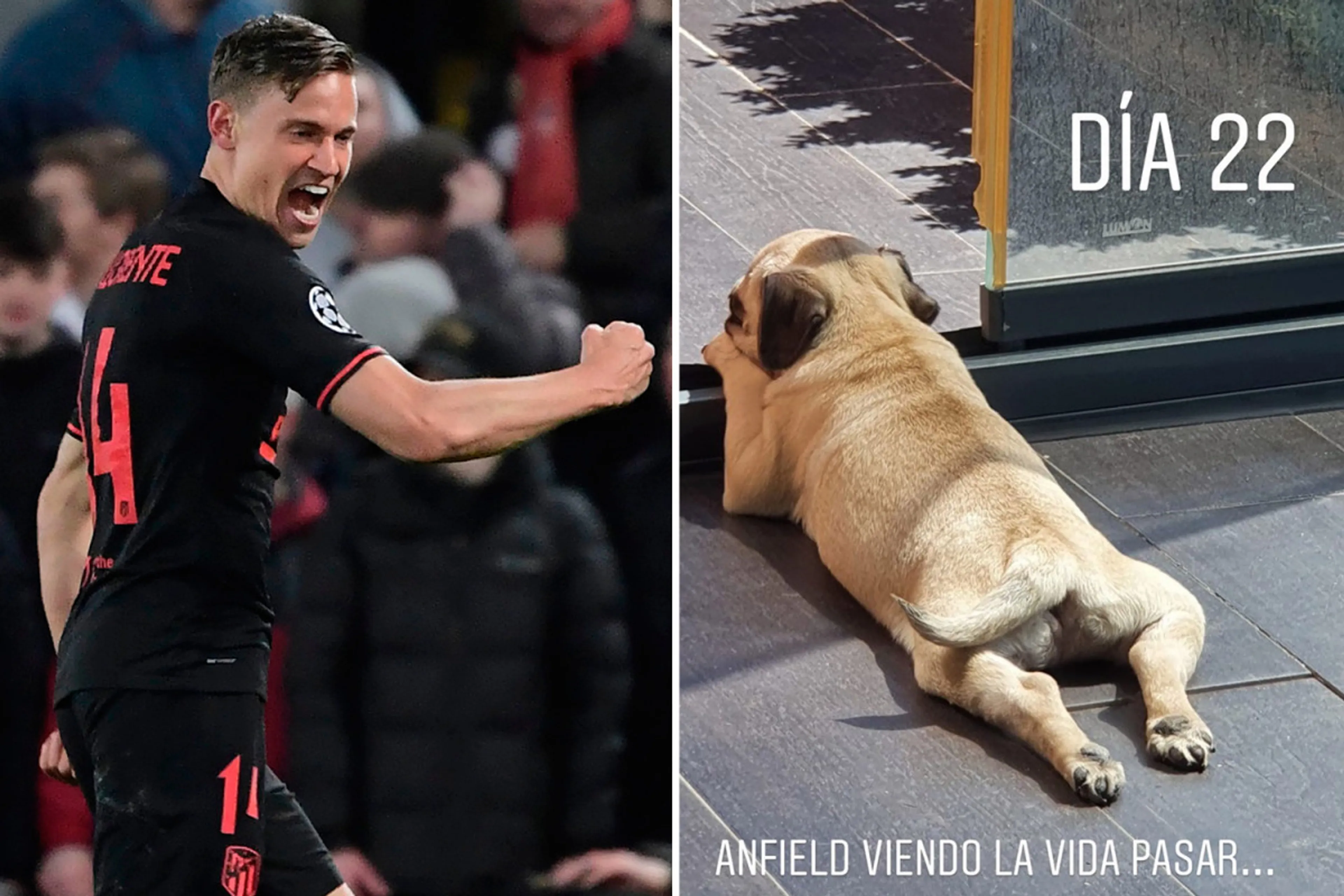 Copertina di Il bizzarro nome del cane di Marcos Llorente