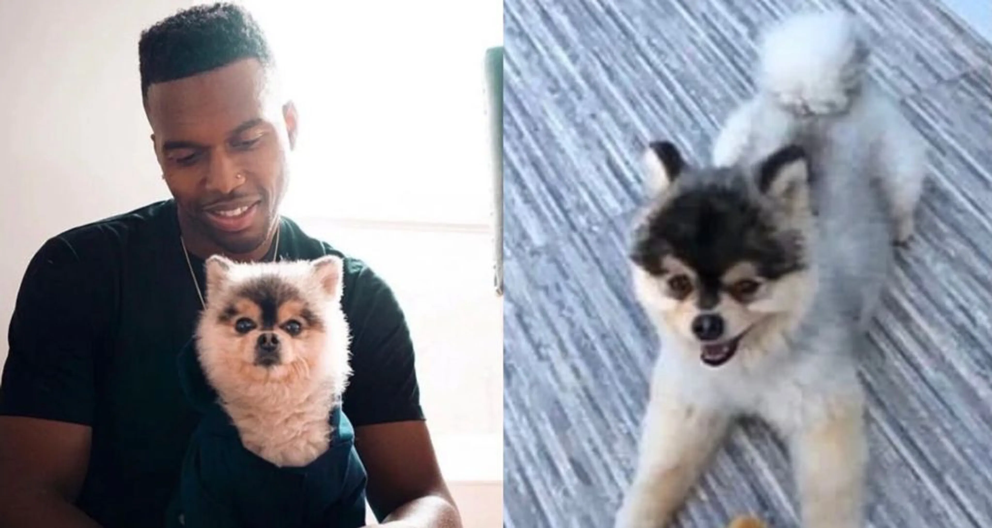 sturridge-cane