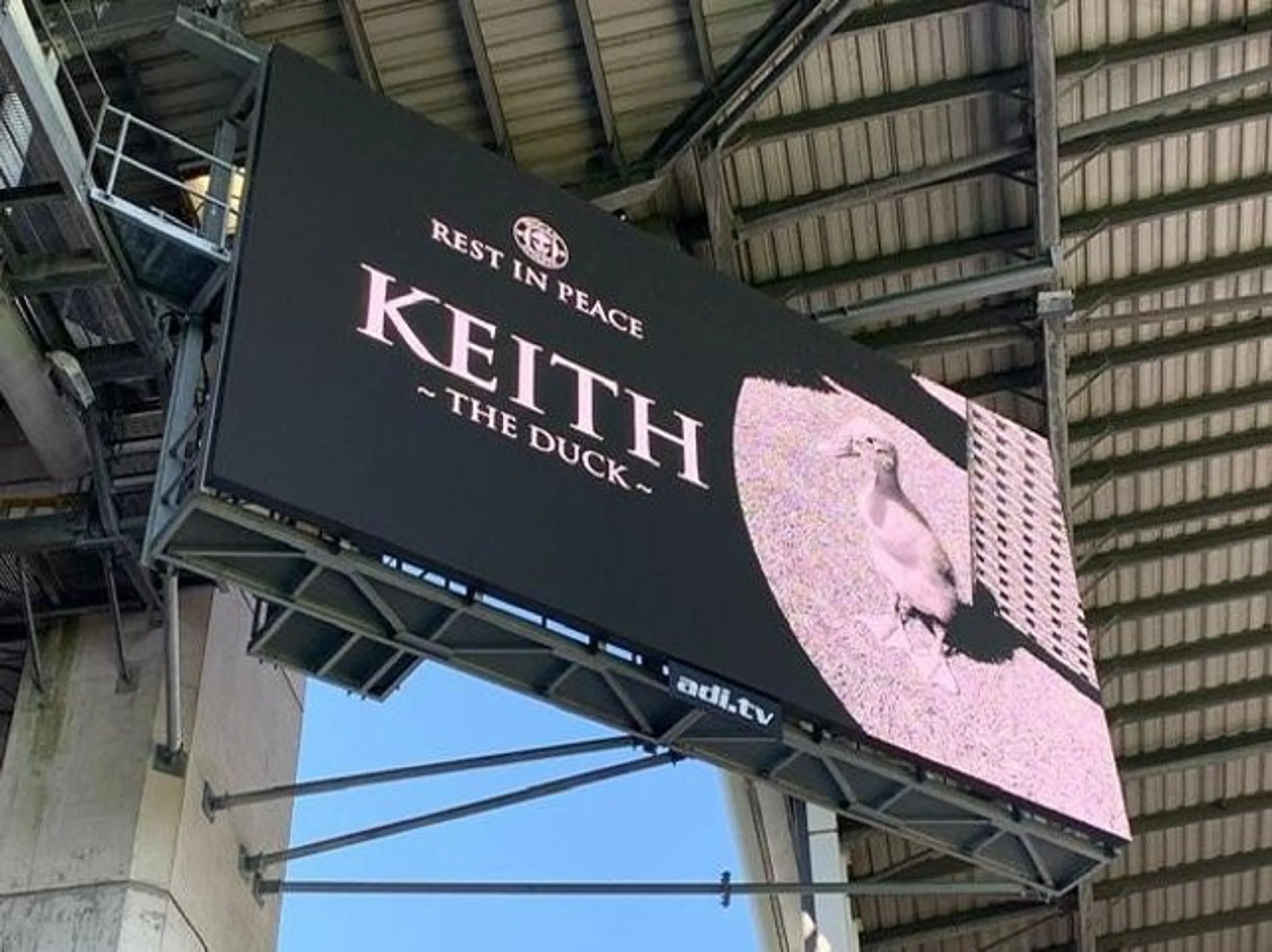 Copertina di Wigan-Portsmouth, 1 minuto di silenzio per la papera di un tifoso morta in settimana